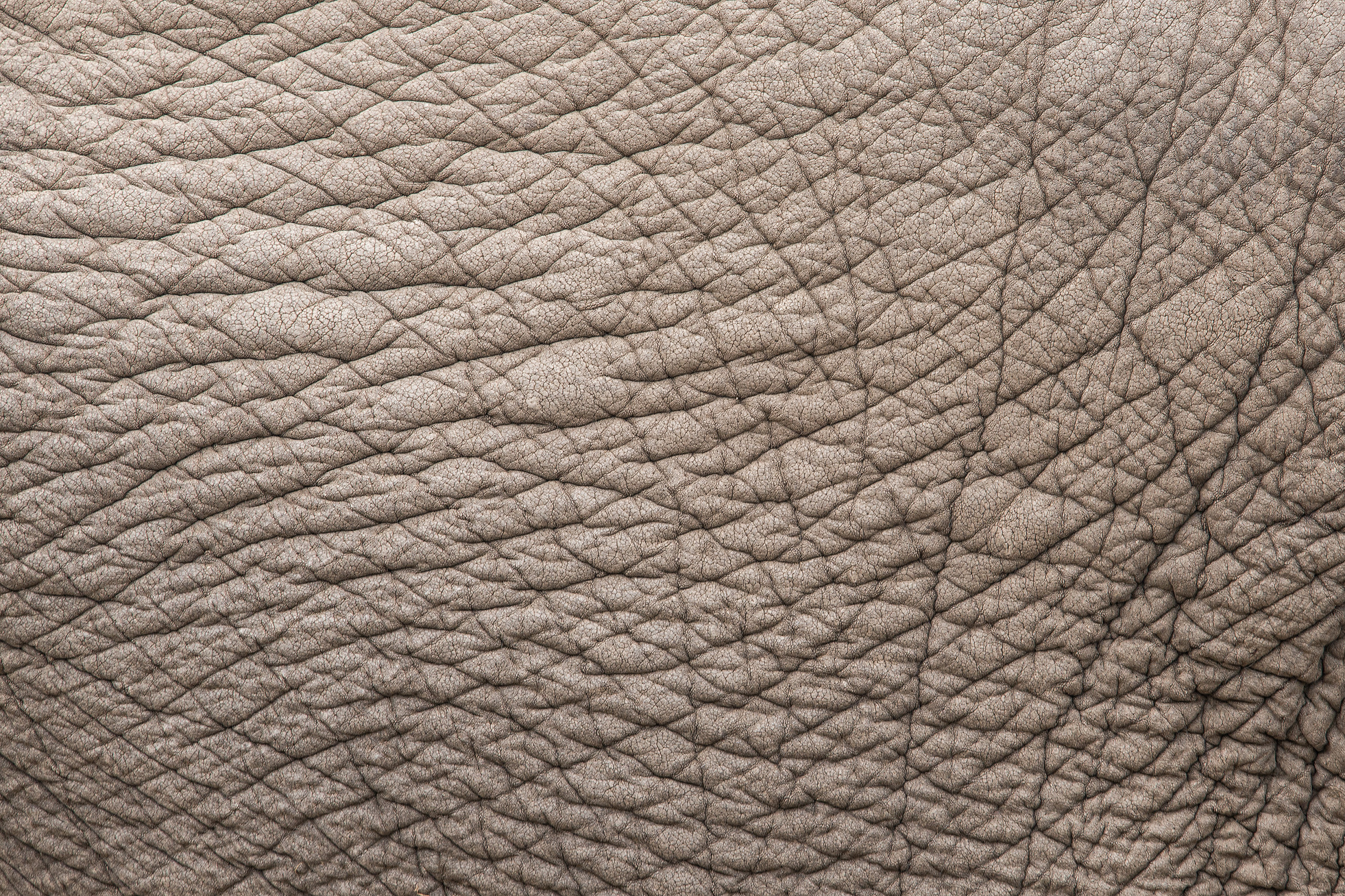 Elephant Skin Texture