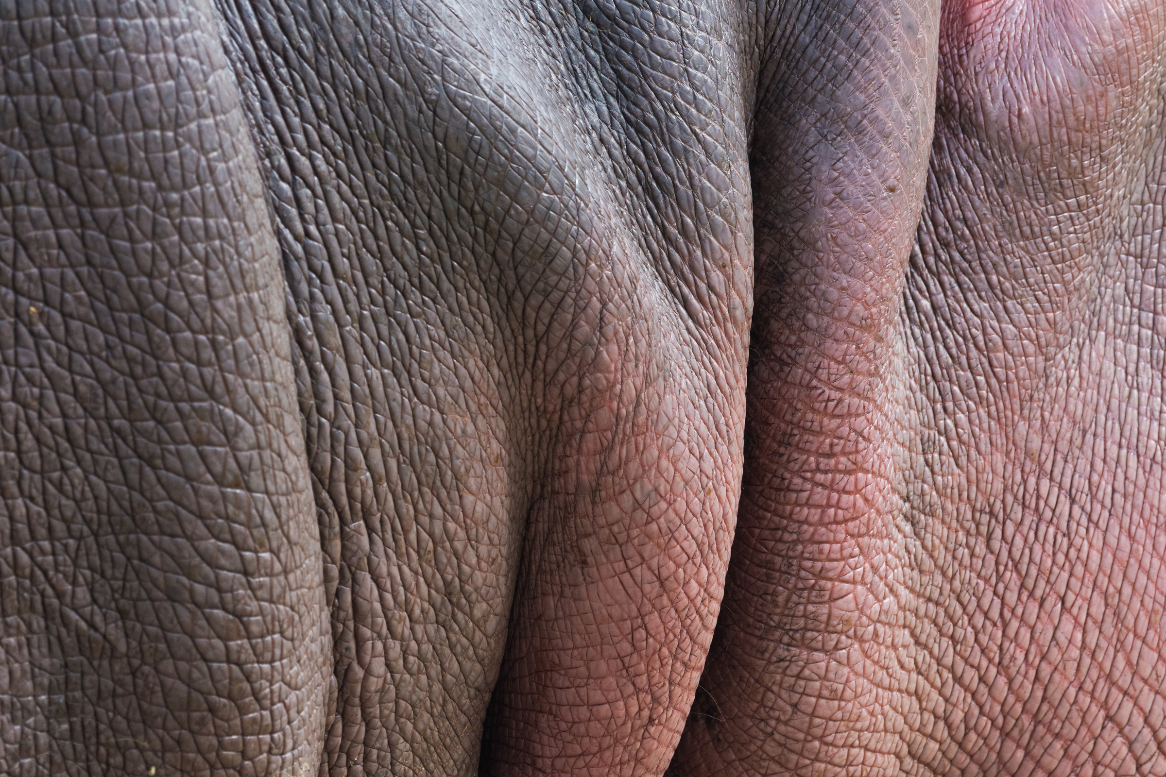 Hippo skin detail